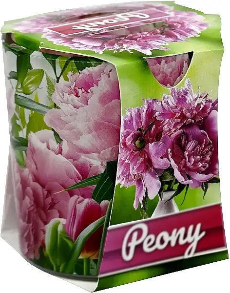 Duftlys 'Pæon' 55613705